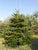 Nordman fir real Christmas tree