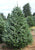Fraser fir real Christmas tree