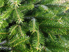 Nordman fir real Christmas tree