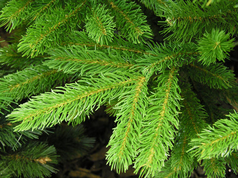Norway spruce real Christmas tree